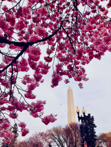 End of year fundraising campaign messaging with Focus Fundraising consultants in Washington DC.